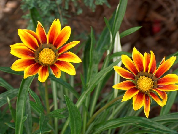 Газания Дайбрек Тайгер микс