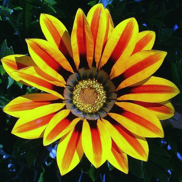 Гацания Африканская Ромашка