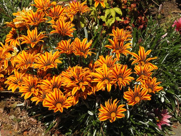 Гацания длиннострелковая