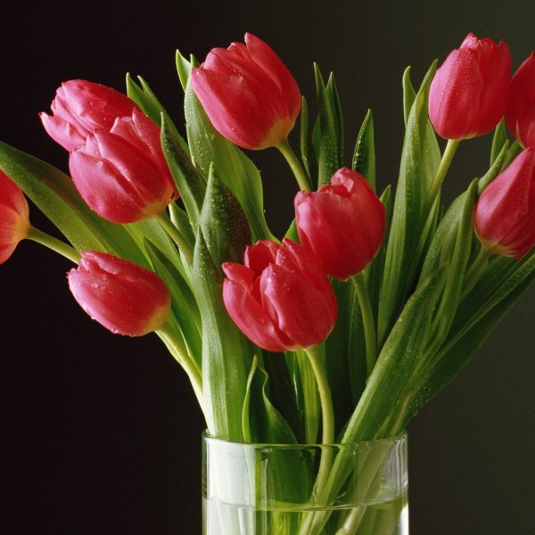 Розовые тюльпаны