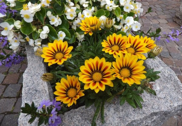 Гацания Тайгер микс