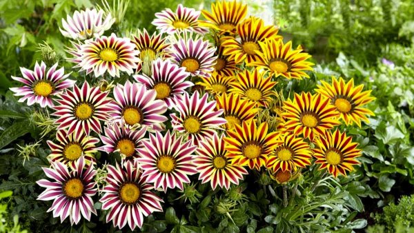 Гацания, газания, гацания