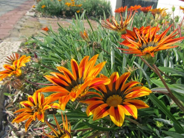 Газания фиолетовая