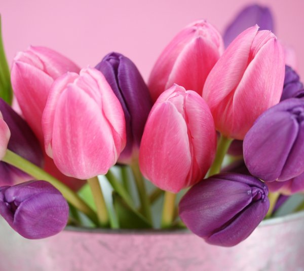 Тюльпаны под дождем