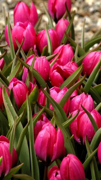 Поле тюльпанов