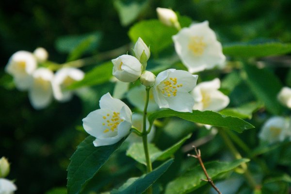 Цветок жасмина Jasminum