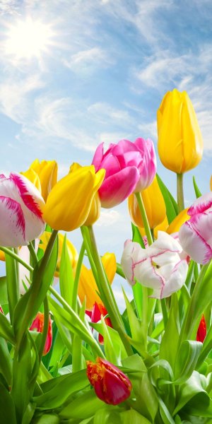 Яркие цветы на черном фоне