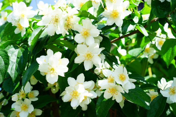 Чубушник венечный "Philadelphus"