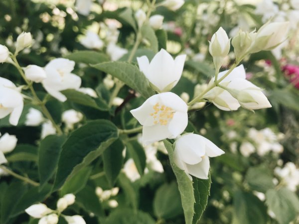 Jasminum кустарник