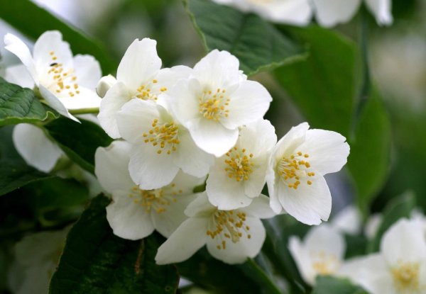 Цветок жасмина Jasminum