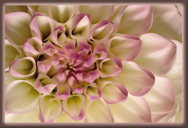 Прекрасной Евгении цветы