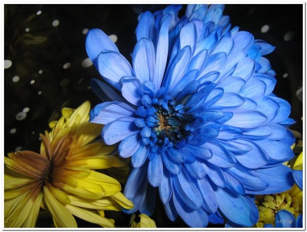 Цветок Евгения