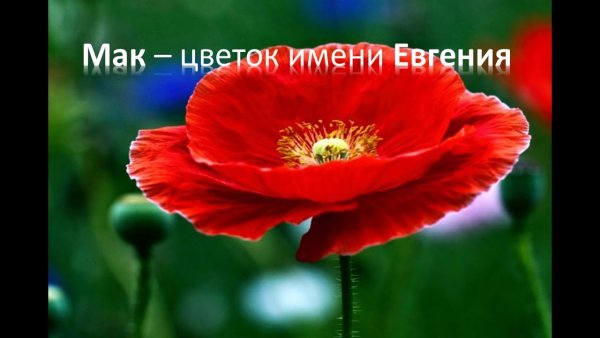 Цветок имени Евгения