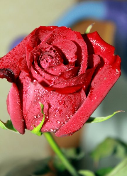 Цветы для Женечки