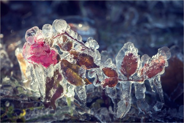 Макото Азума цветы во льду