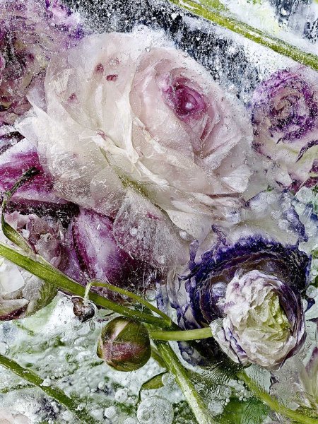 Замороженные цветы