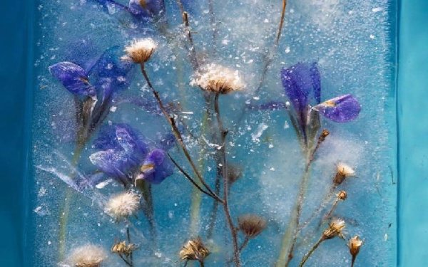 Цветы во льду
