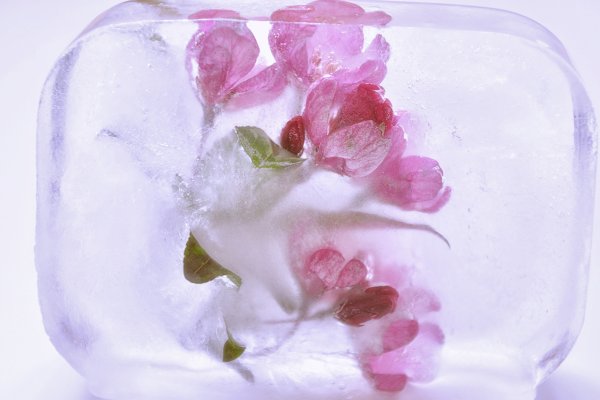 Замороженные цветы во льду