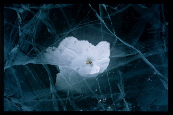 Замороженные цветы