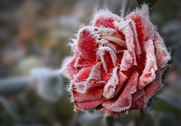 Замороженные цветы во льду
