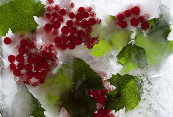 Цветы во льду фото