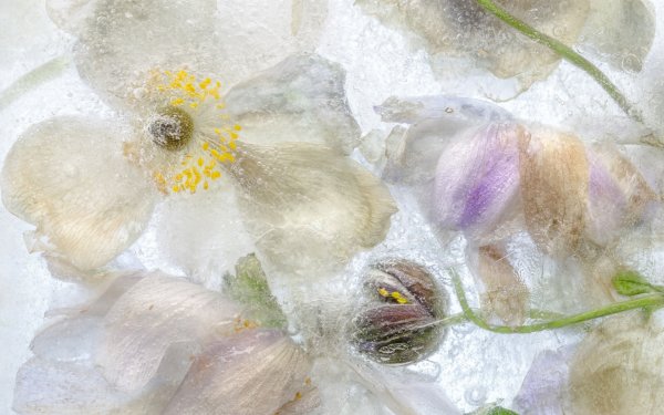 Кэндзи Сибата замороженные цветы