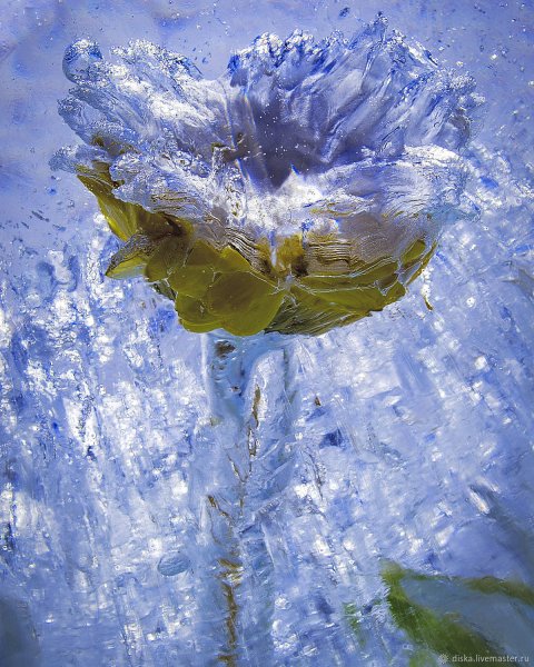 Замороженные цветы