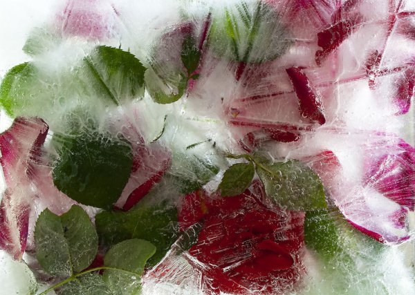 Роза во льду