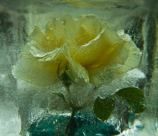 Цветы во льду