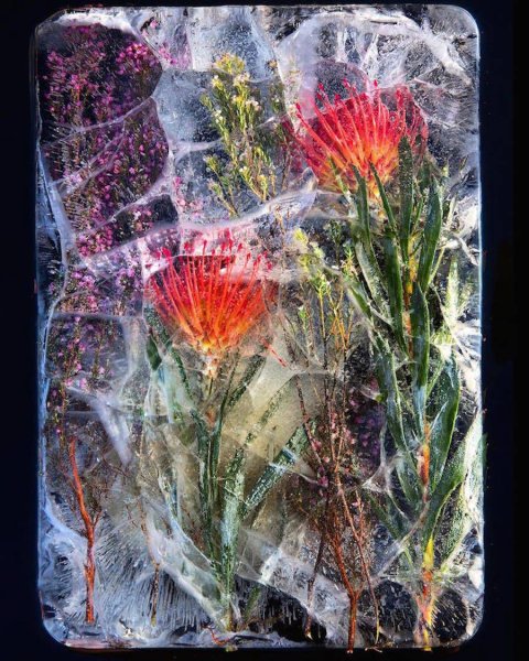 Цветы во льду