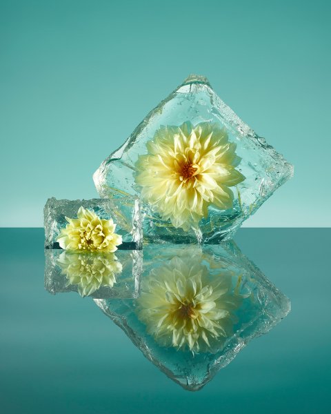 Заморозки на растениях