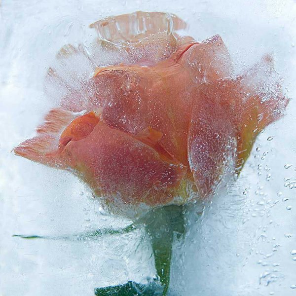 Фиалка Ледяная роза