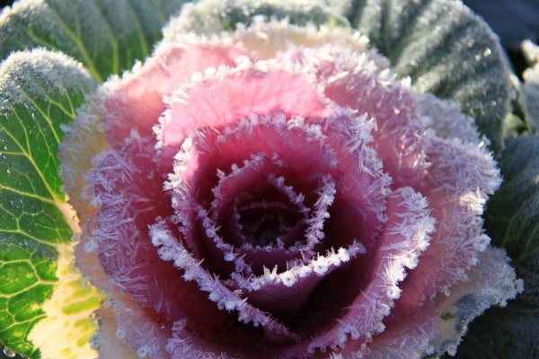 Зимние цветы