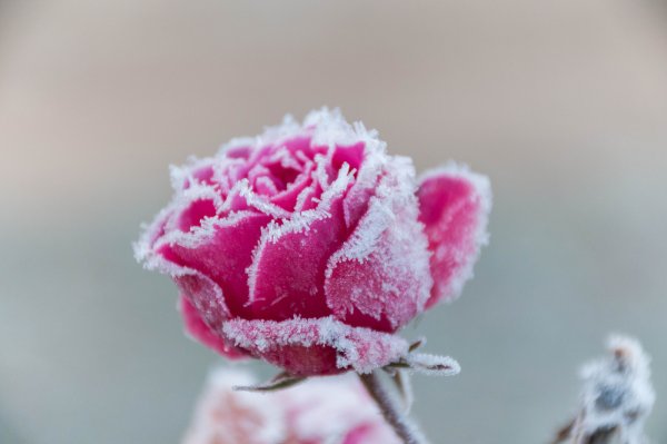 Замерзшие цветы во льду