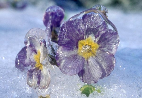 Замороженный лед