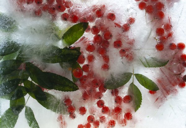 Кубики льда с цветами