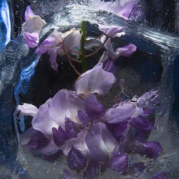 Брюс Бойд замороженные цветы