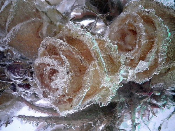 Ледяная роза