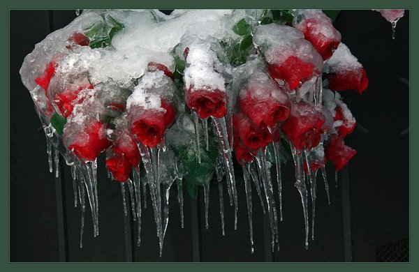 Изморозь на цветах