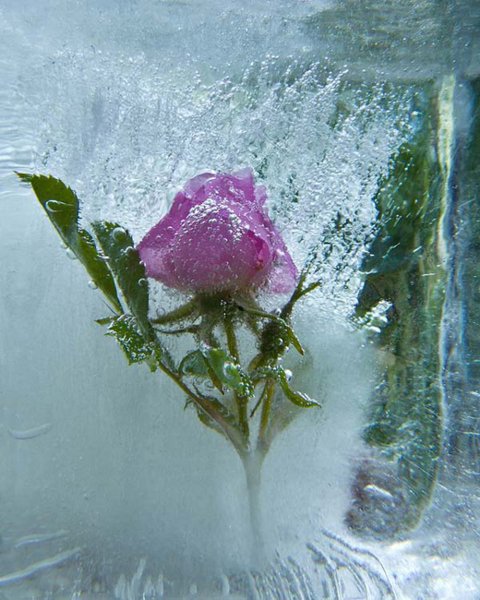 Цветы подо льдом