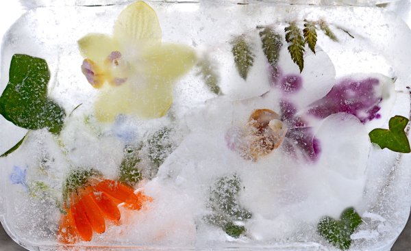 Цветы во льду