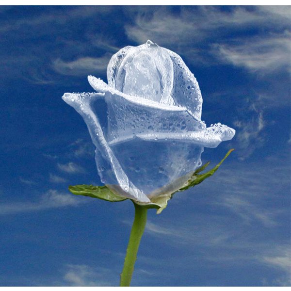 Цветы во льду