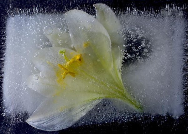 Заморозки цветы