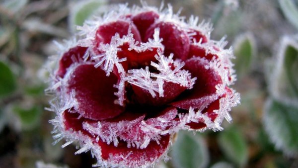 Ледяная роза