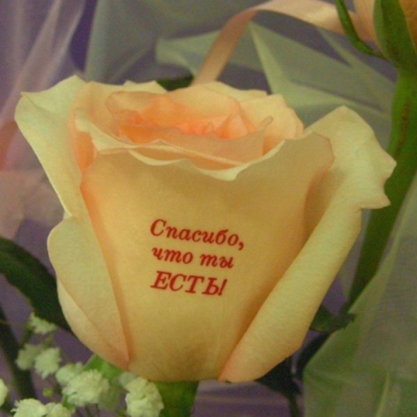 Цветы для красавицы