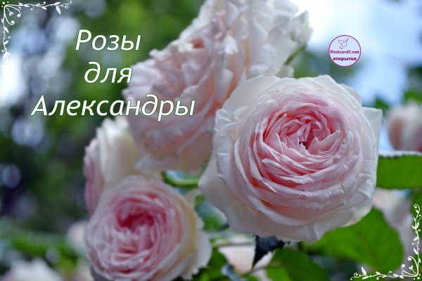 Розы для Александры