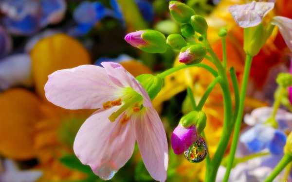 Природа цветы