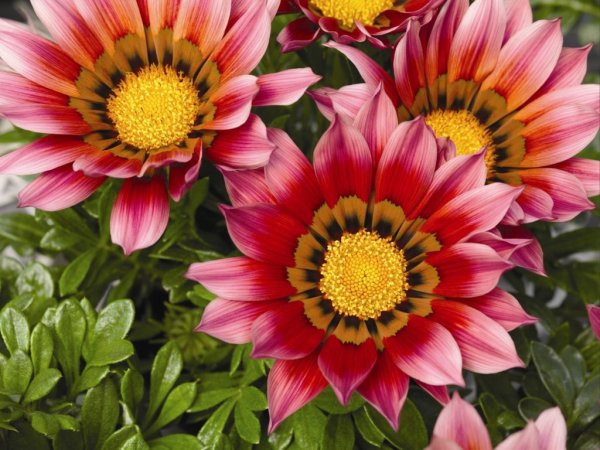 Гацания гибридная