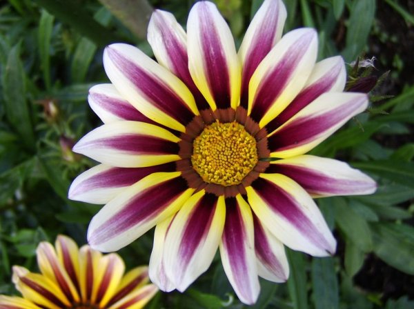 Газания цветок