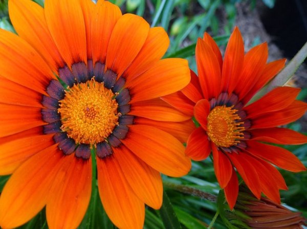 Гарциния цветок